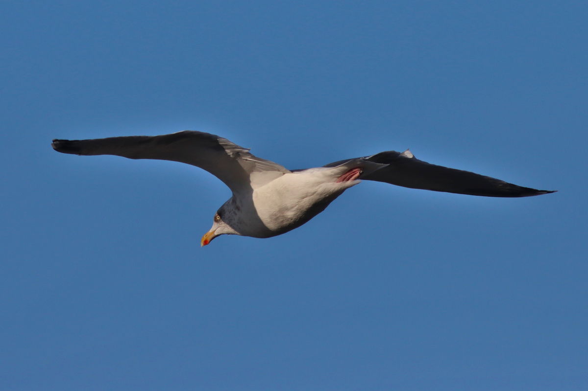 Havstrut, adult i vinterdräkt