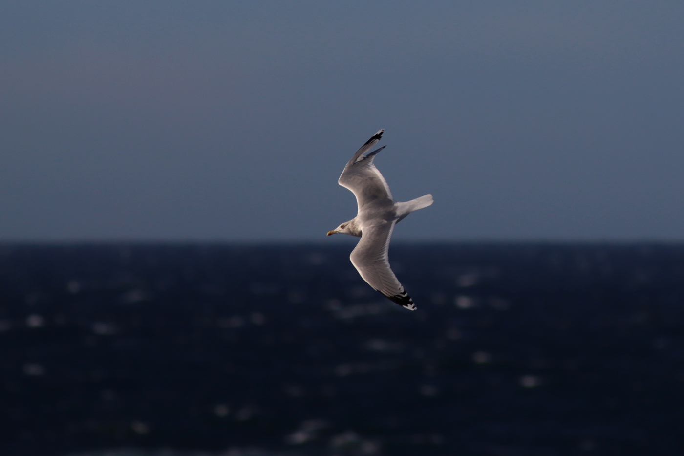 Gråtrut, adult i vinterdräkt