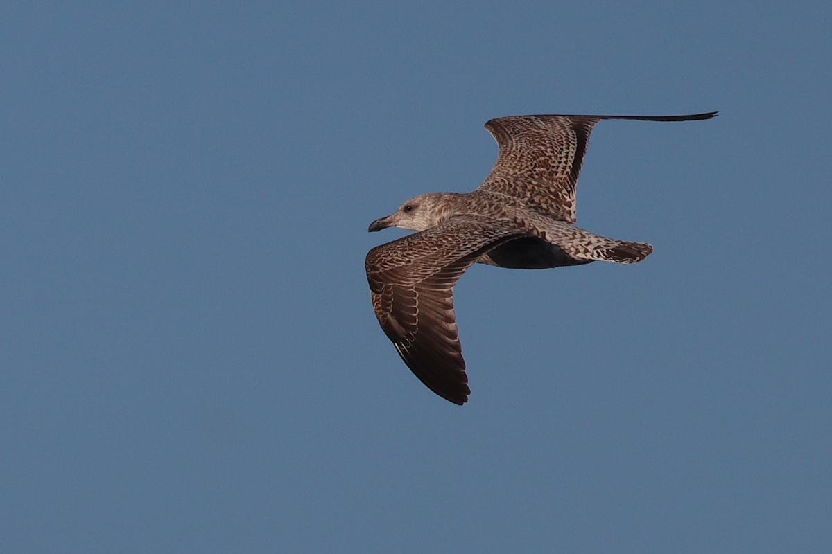 Gråtrut, ungfågel (K1)