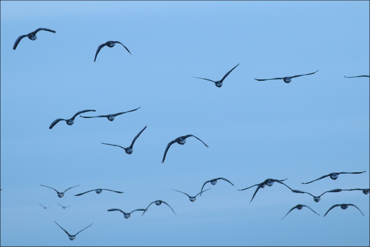 Fågelskådarens last  #3