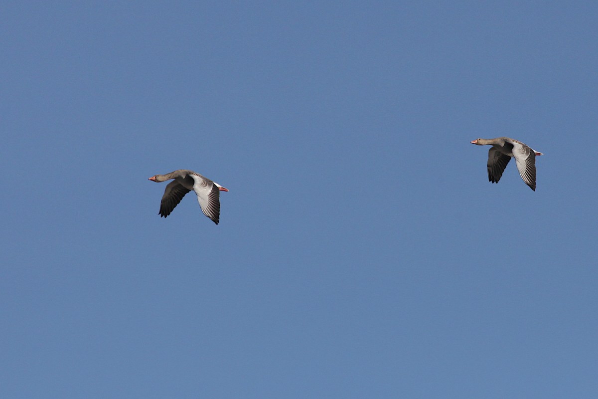 Fågelskådarens last  #2