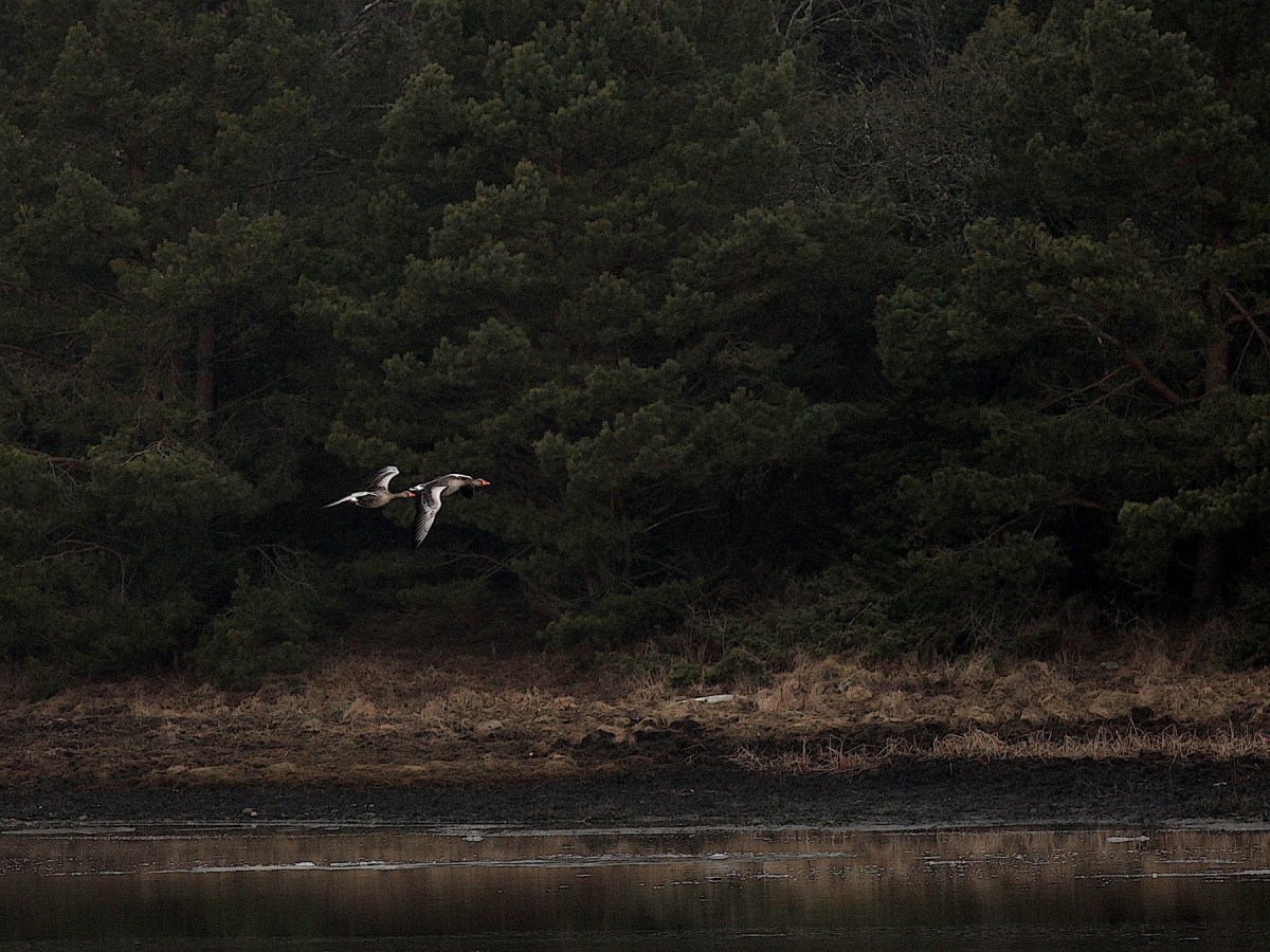 Fågelskådarens last  #6