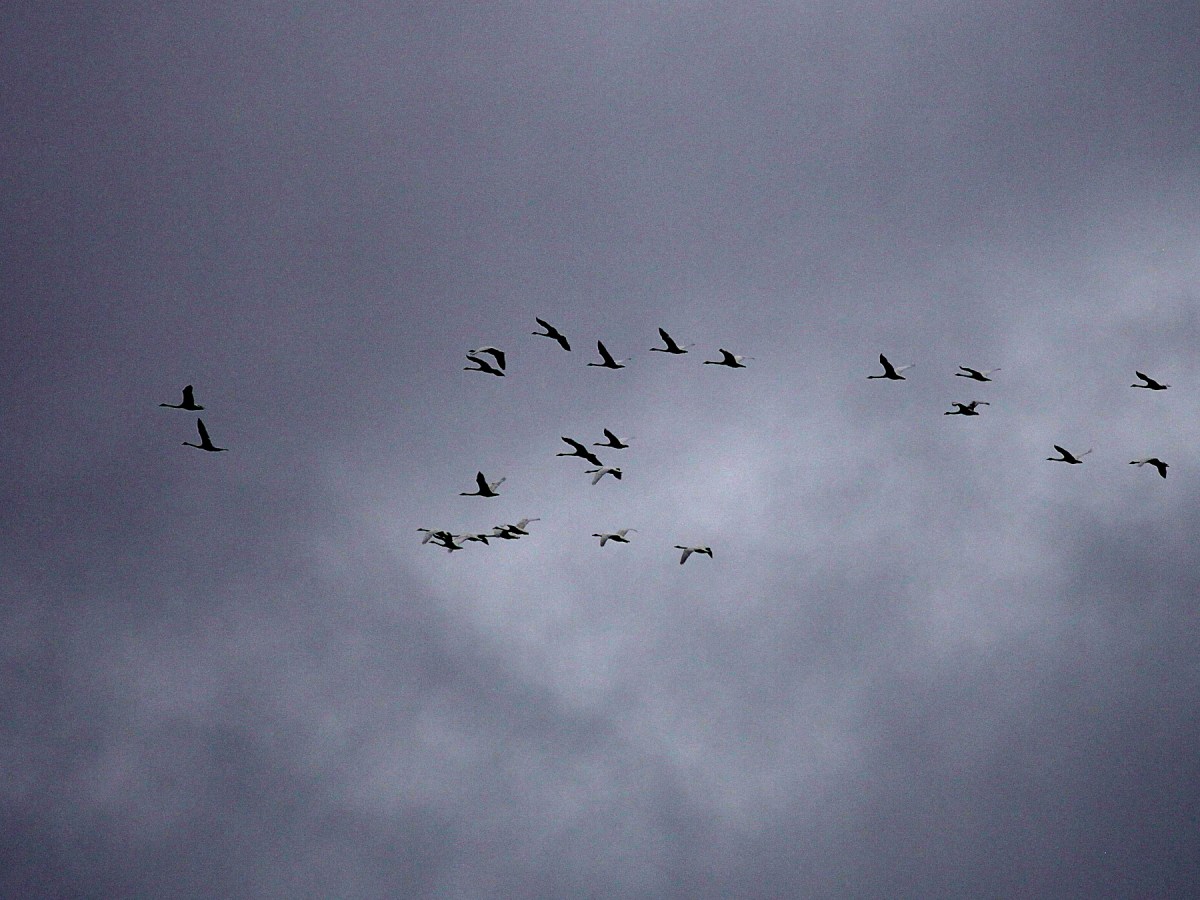 Fågelskådarens last  #7