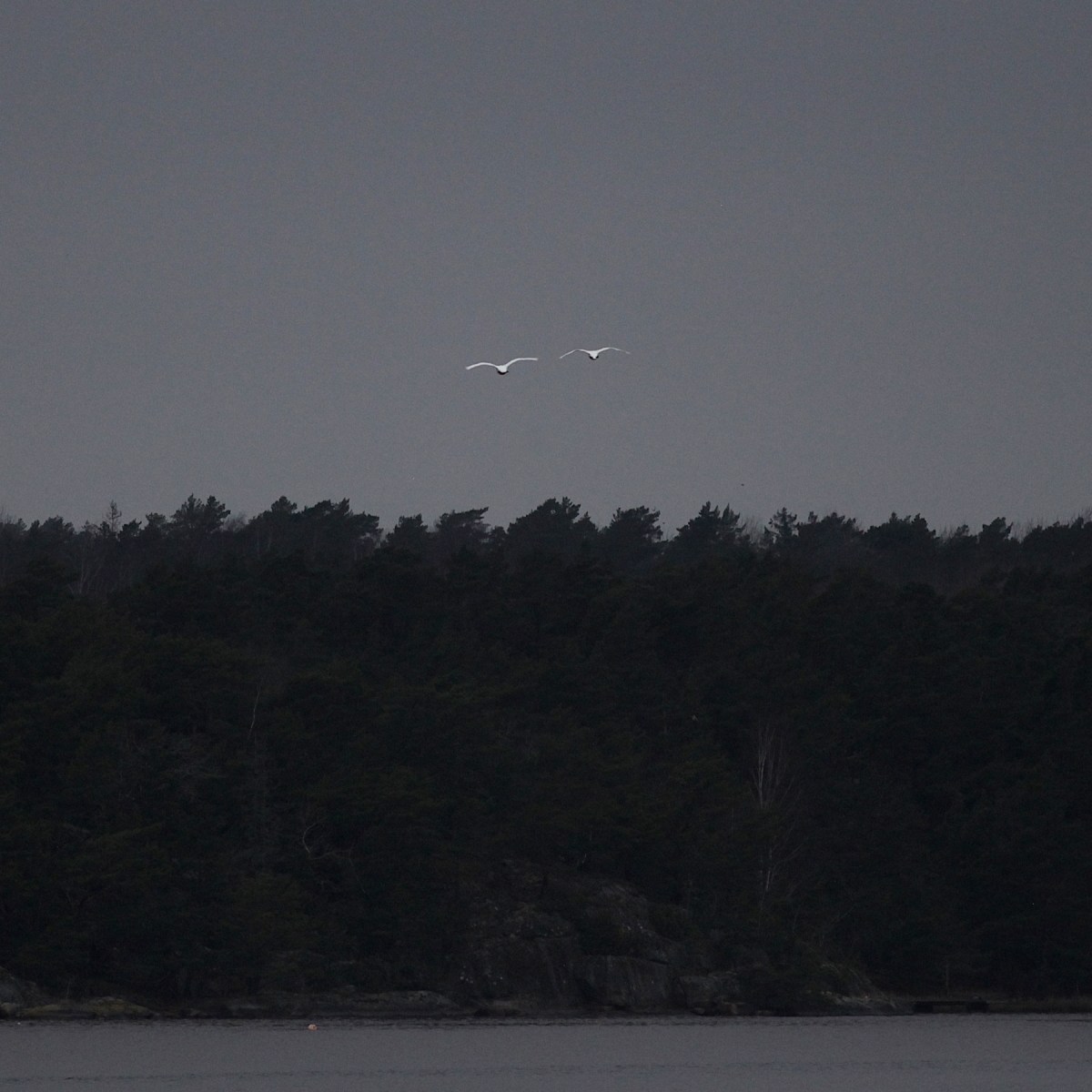 Fågelskådarens last  #8