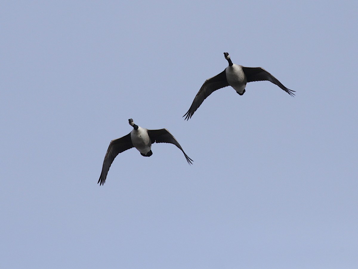 Fågelskådarens last  #10