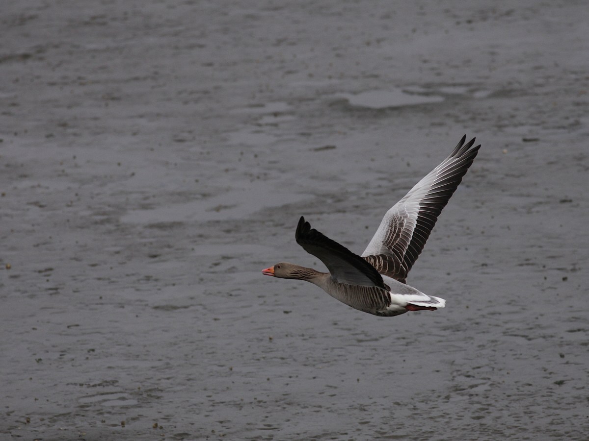 Fågelskådarens last  #9