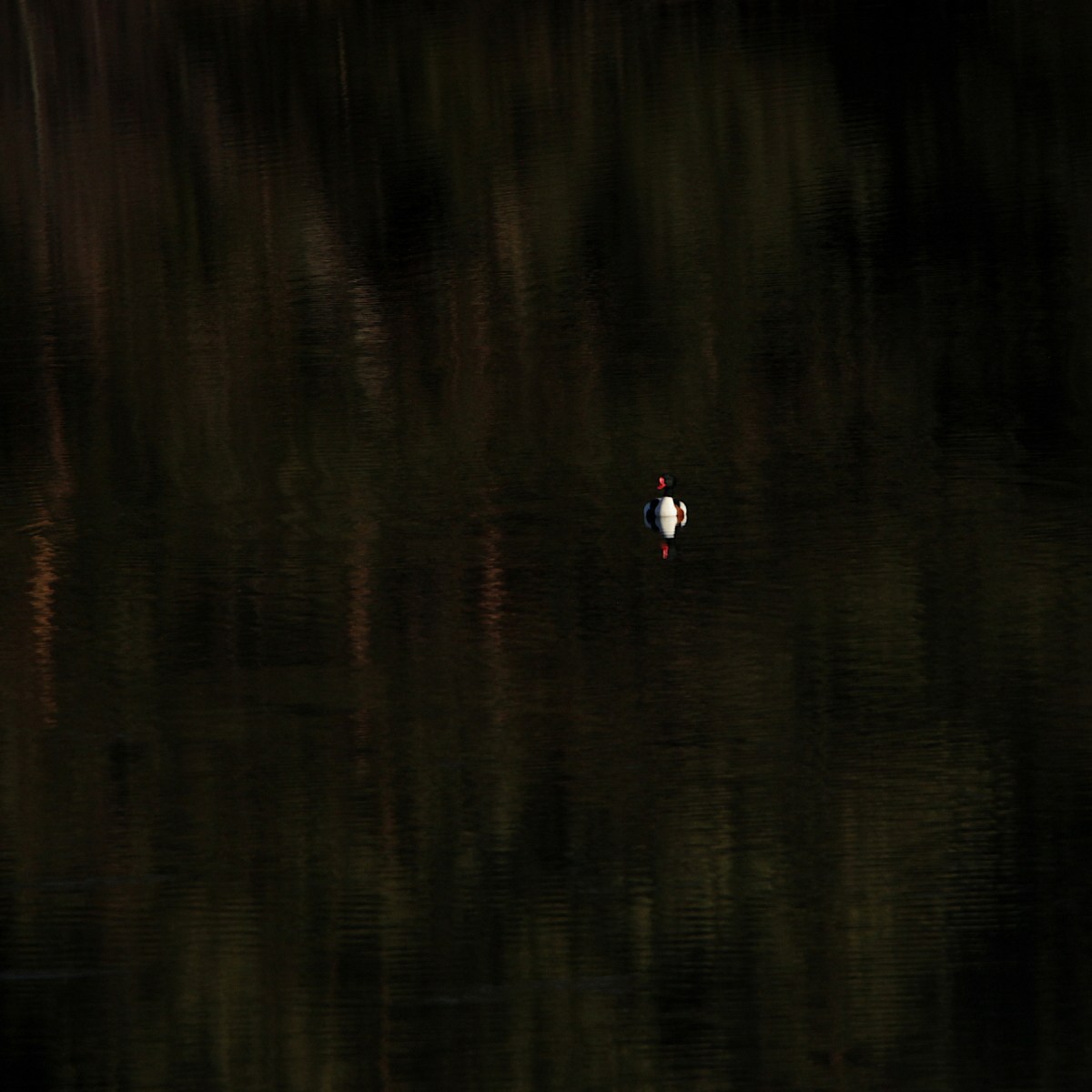 Fågelskådarens last  #15