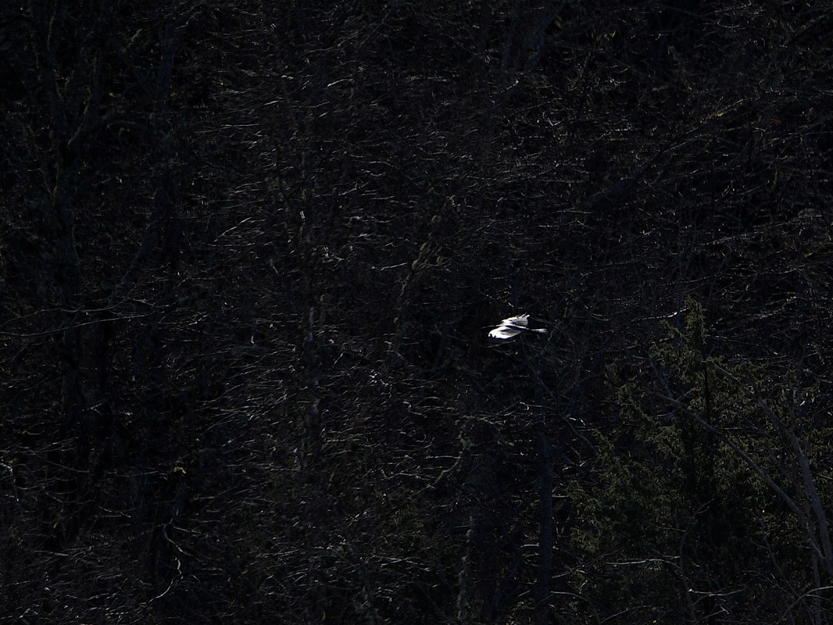 Fågelskådarens last  #16
