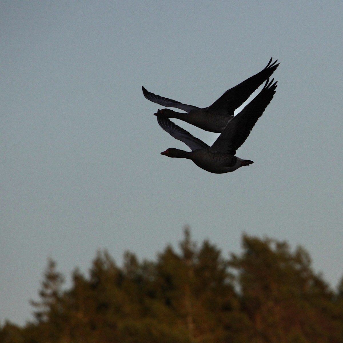 Fågelskådarens last  #17