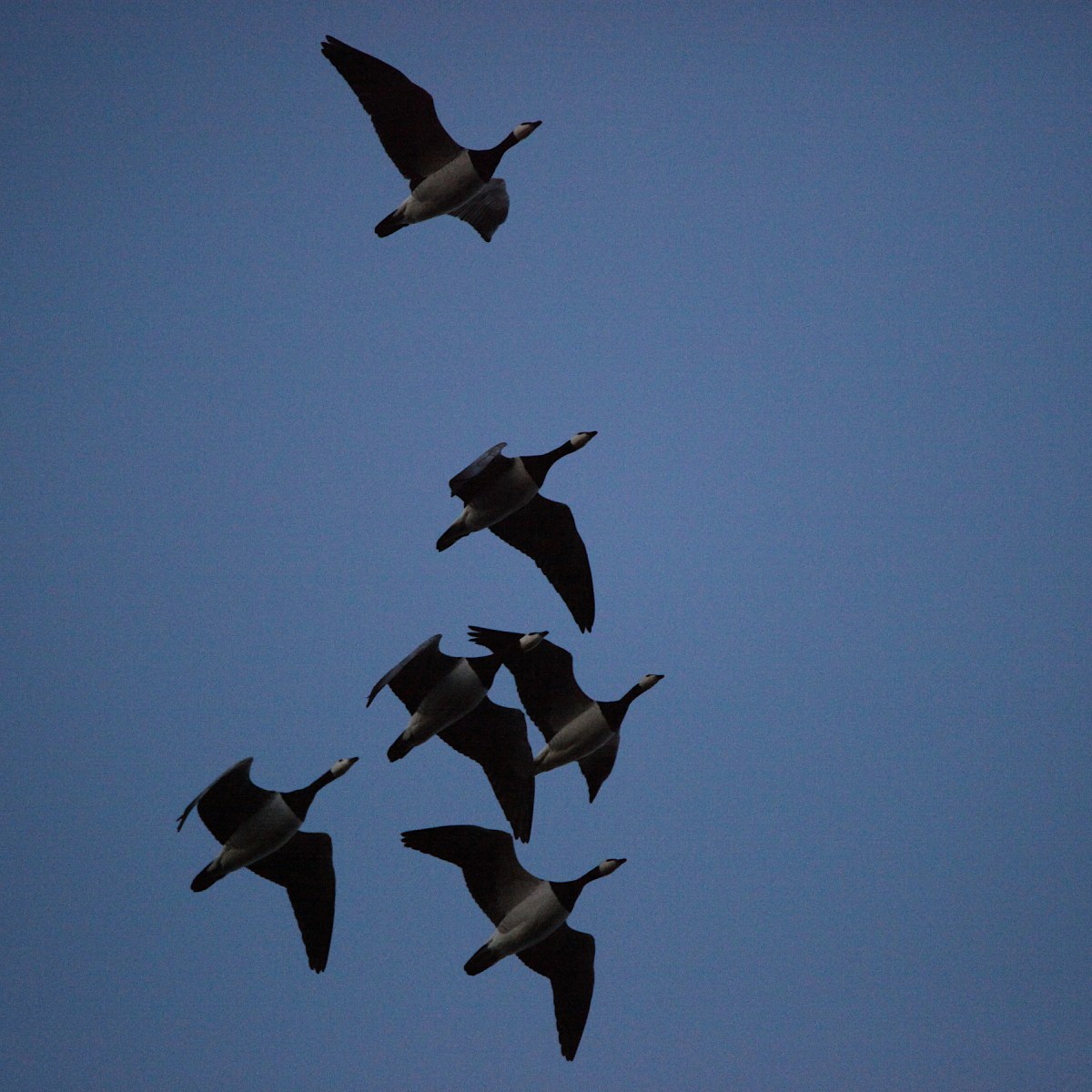 Fågelskådarens last  #18