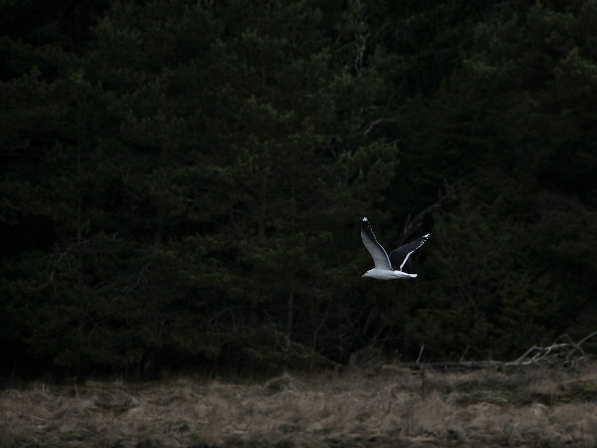 Fågelskådarens last  #19