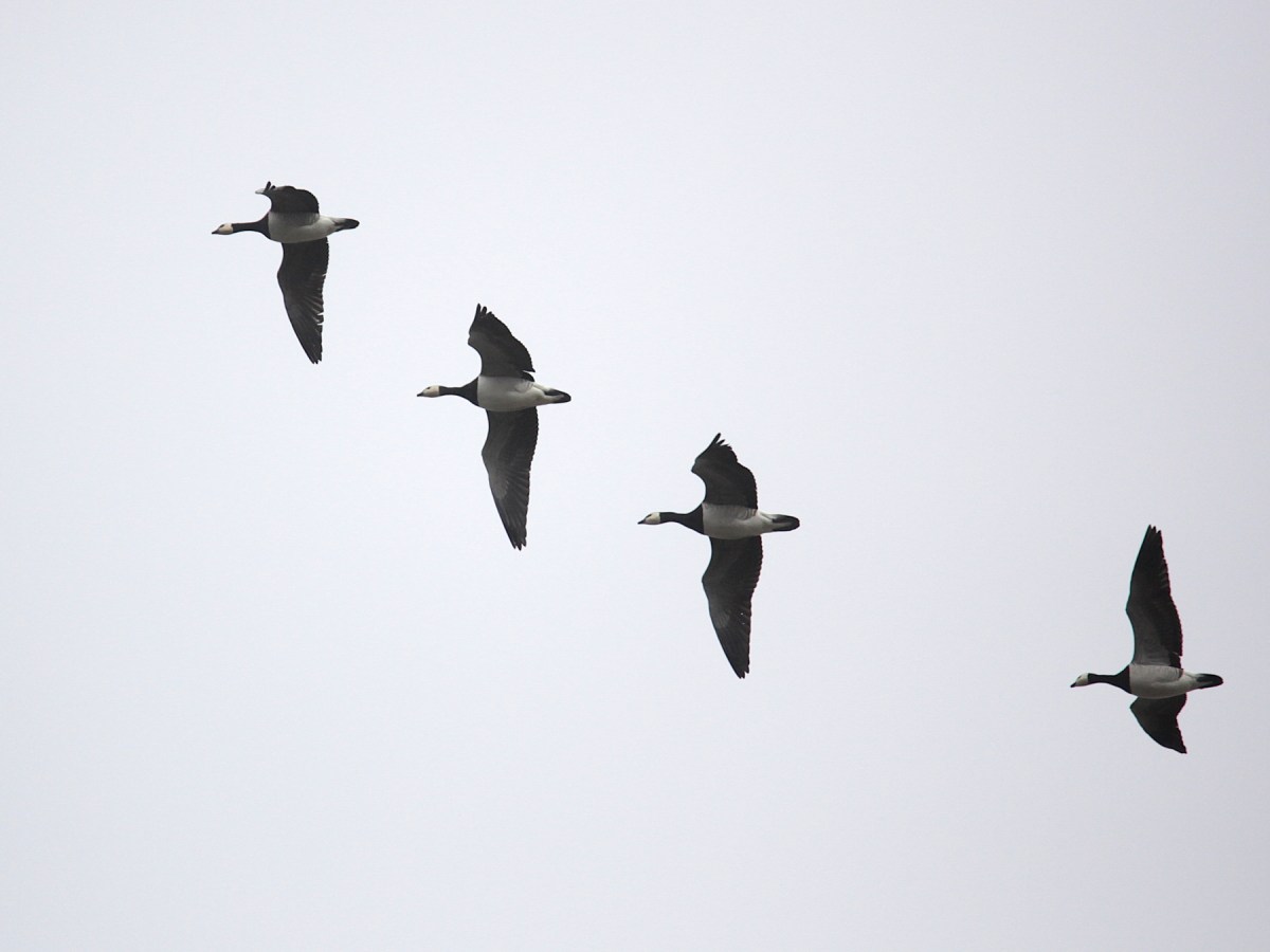 Fågelskådarens last  #20