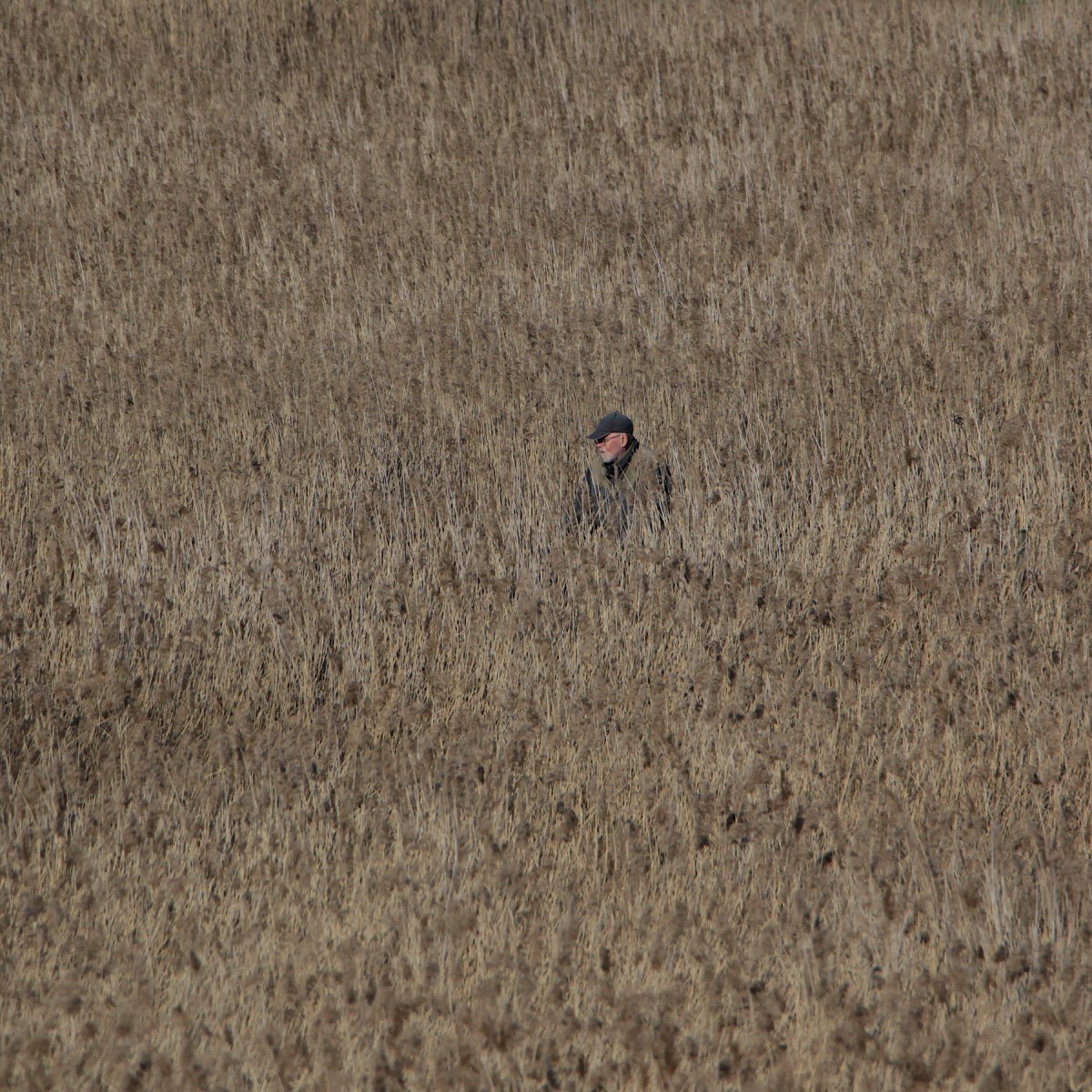 Väntan på kärrhöken&nbsp;2(3)