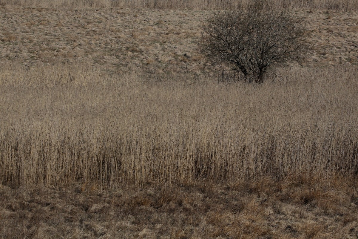 Väntan på kärrhöken&nbsp;1(3)