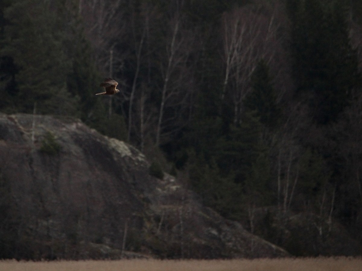 Kärrhökens hemmaplan