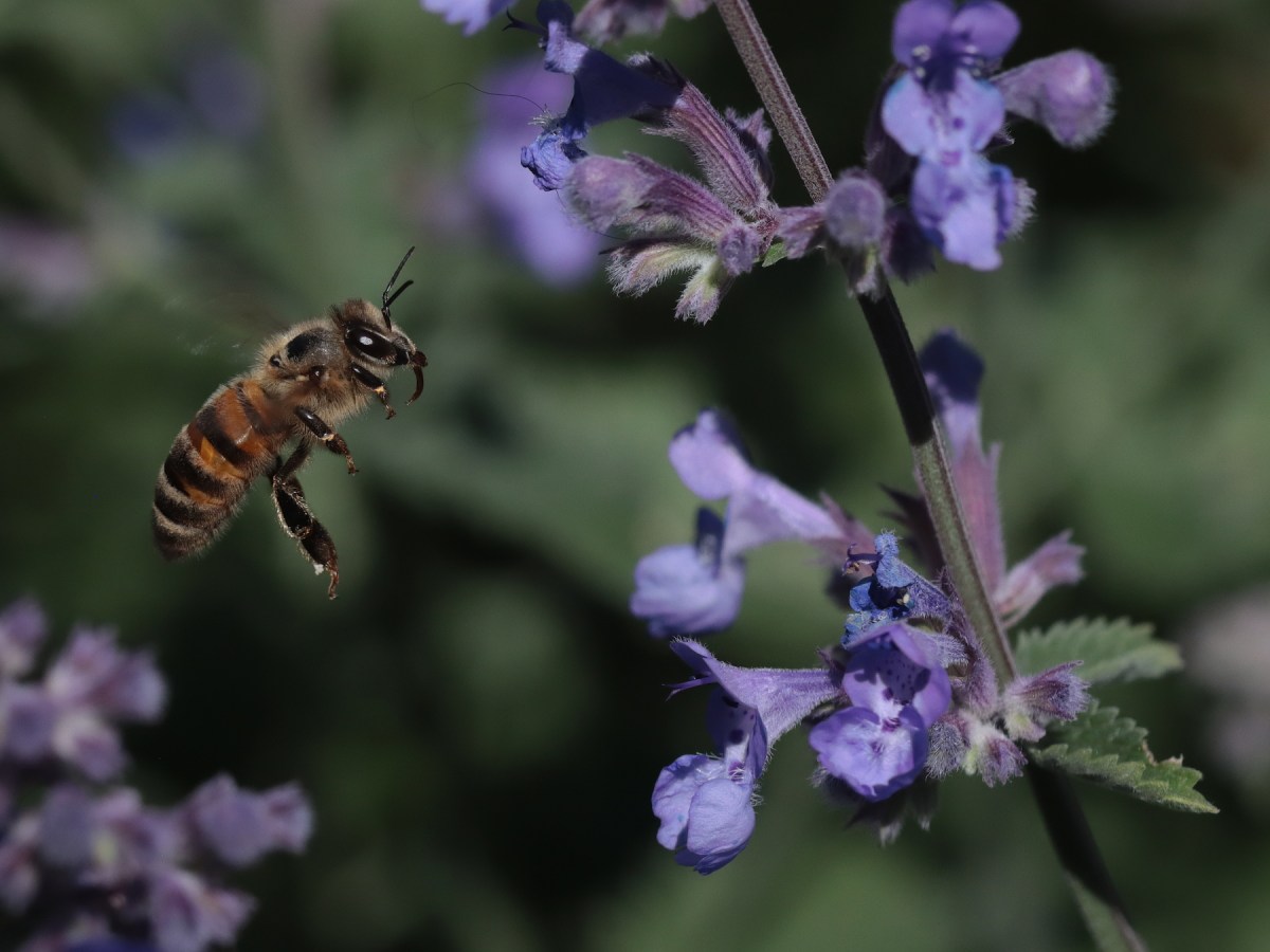 Bee season