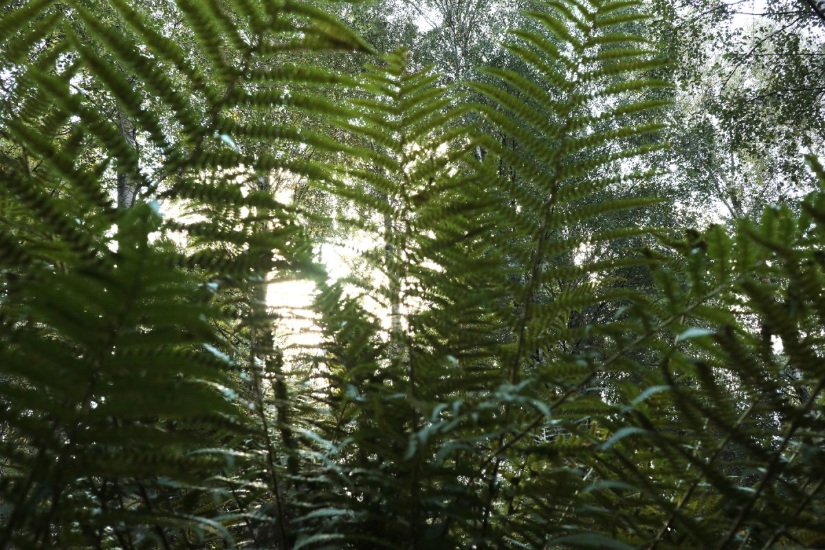 Ormbunkeskog  1