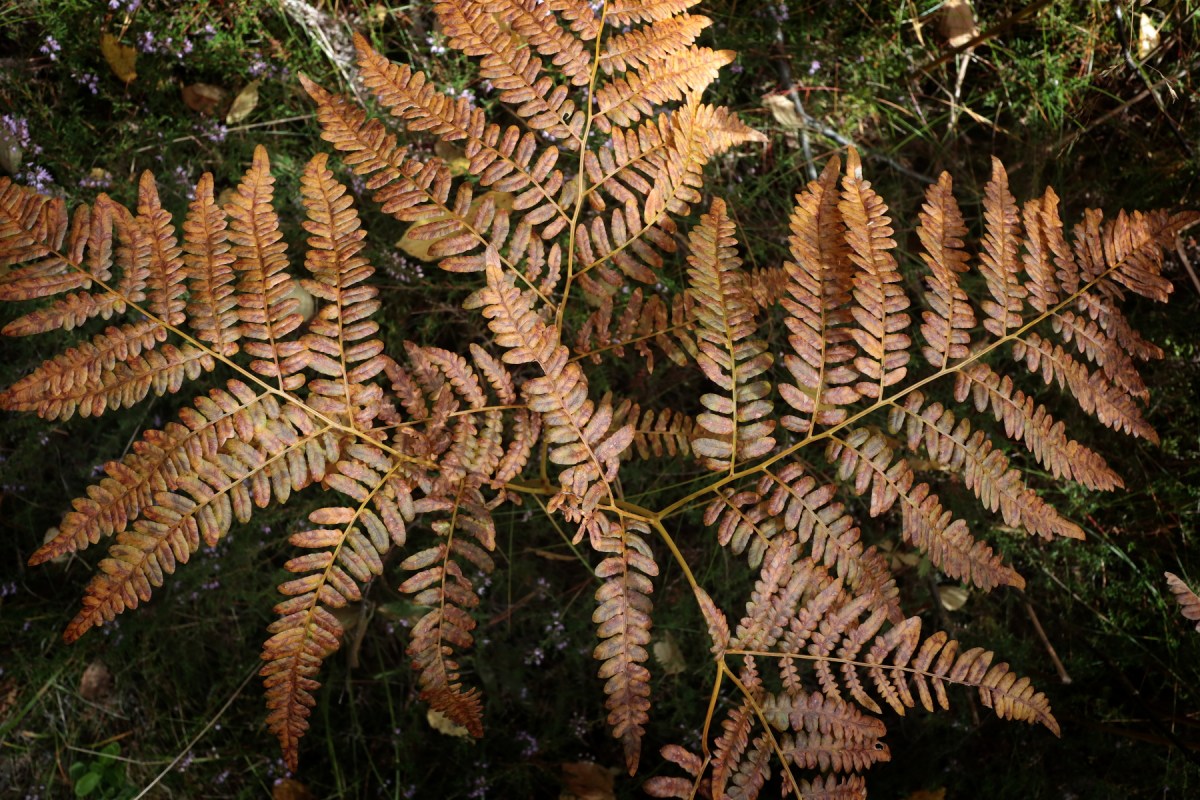 Ormbunkeskog  2