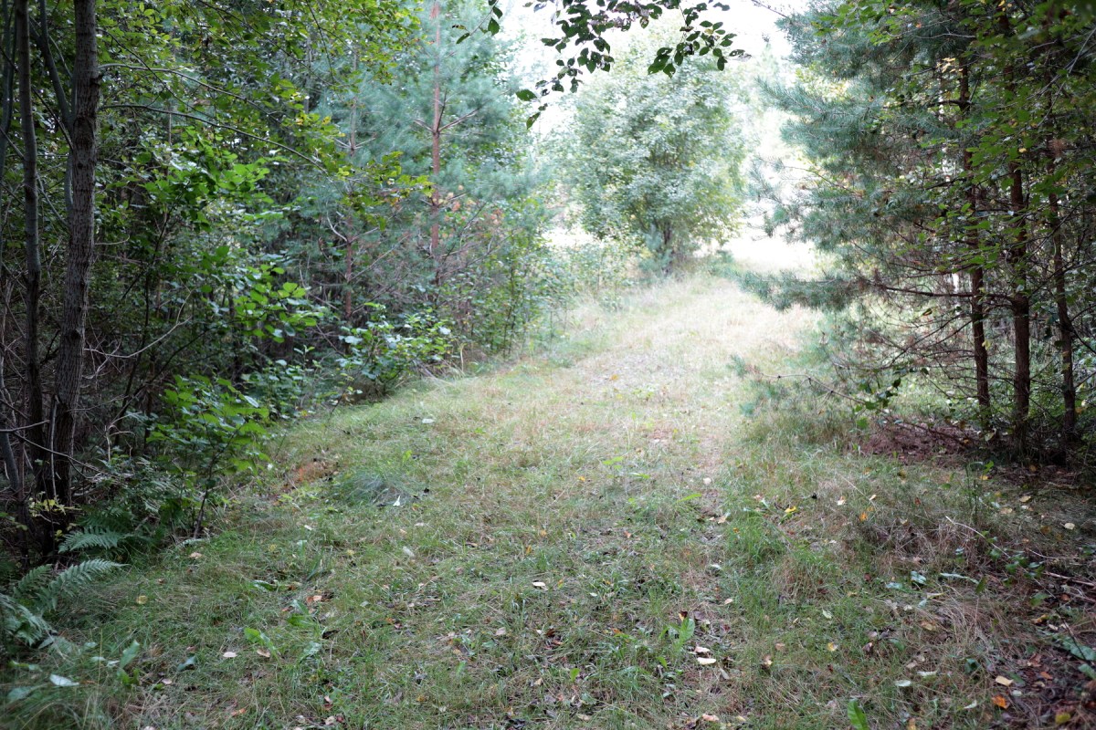 Längs skogsvägen