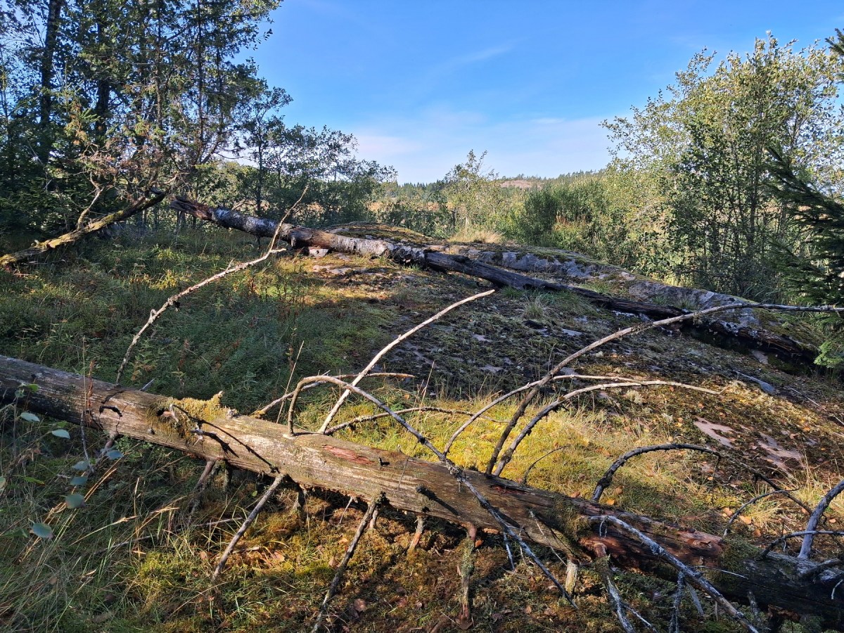 Björkomvandling