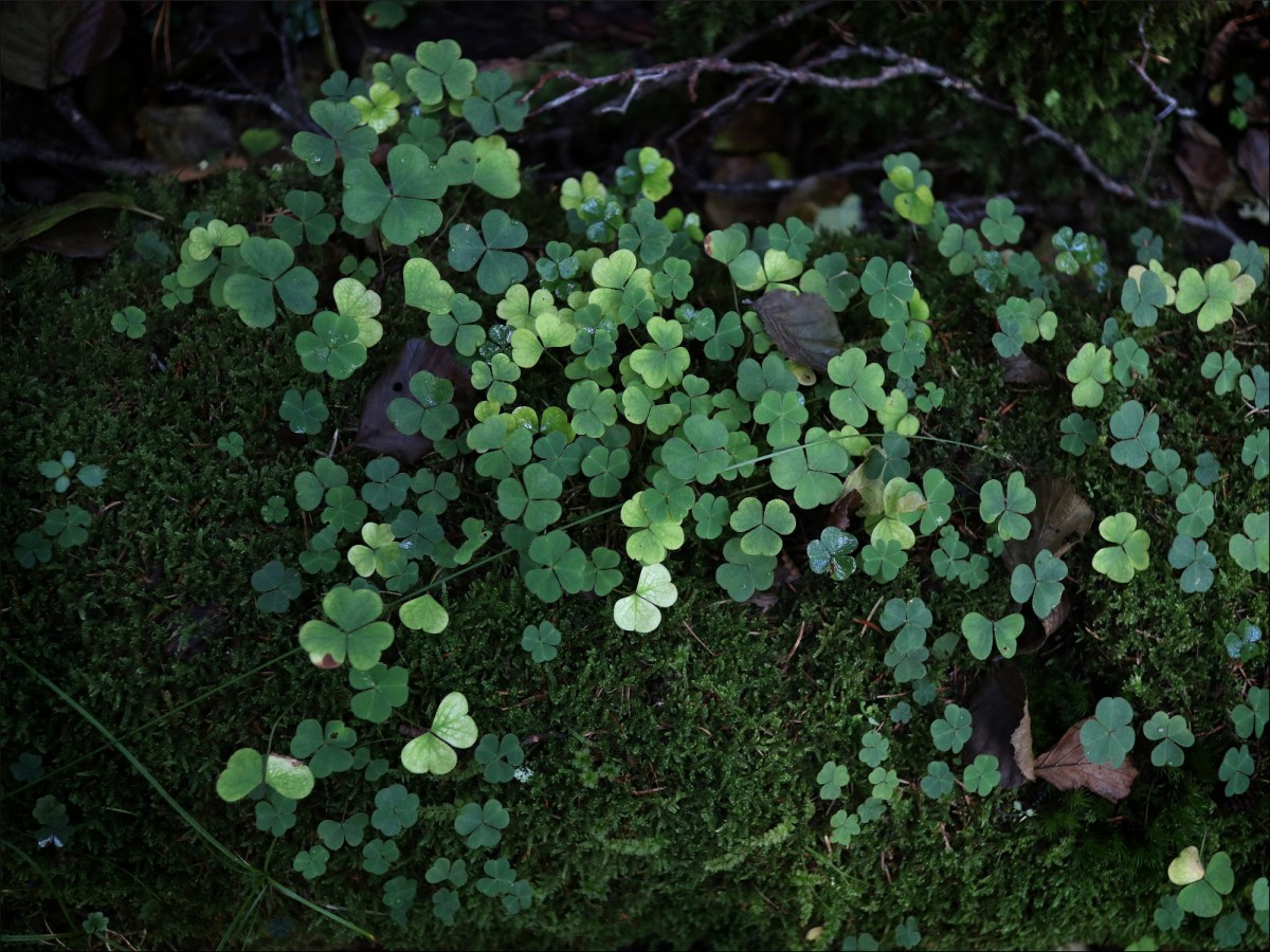 Alsumpskog