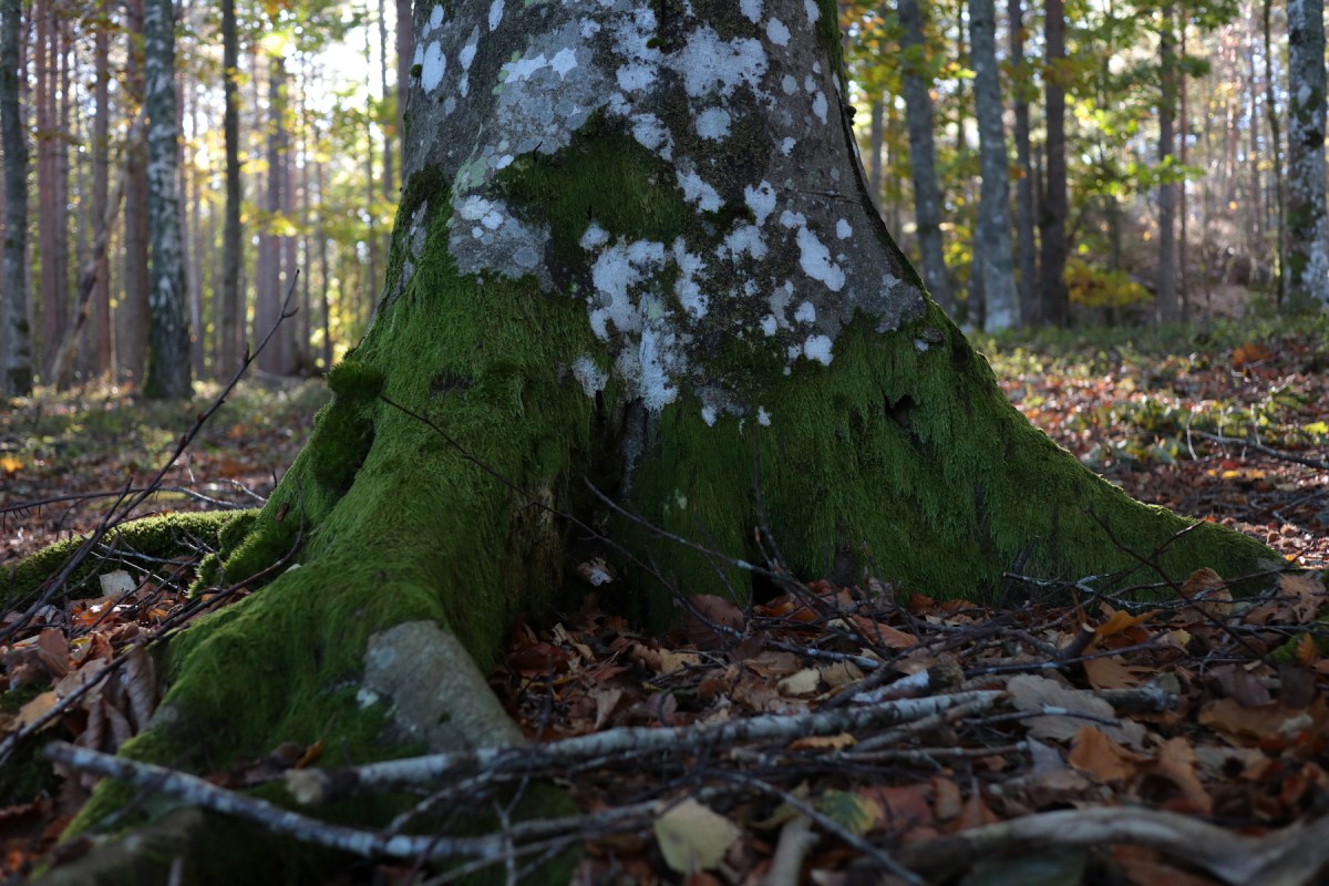 Vild plantskog  #2