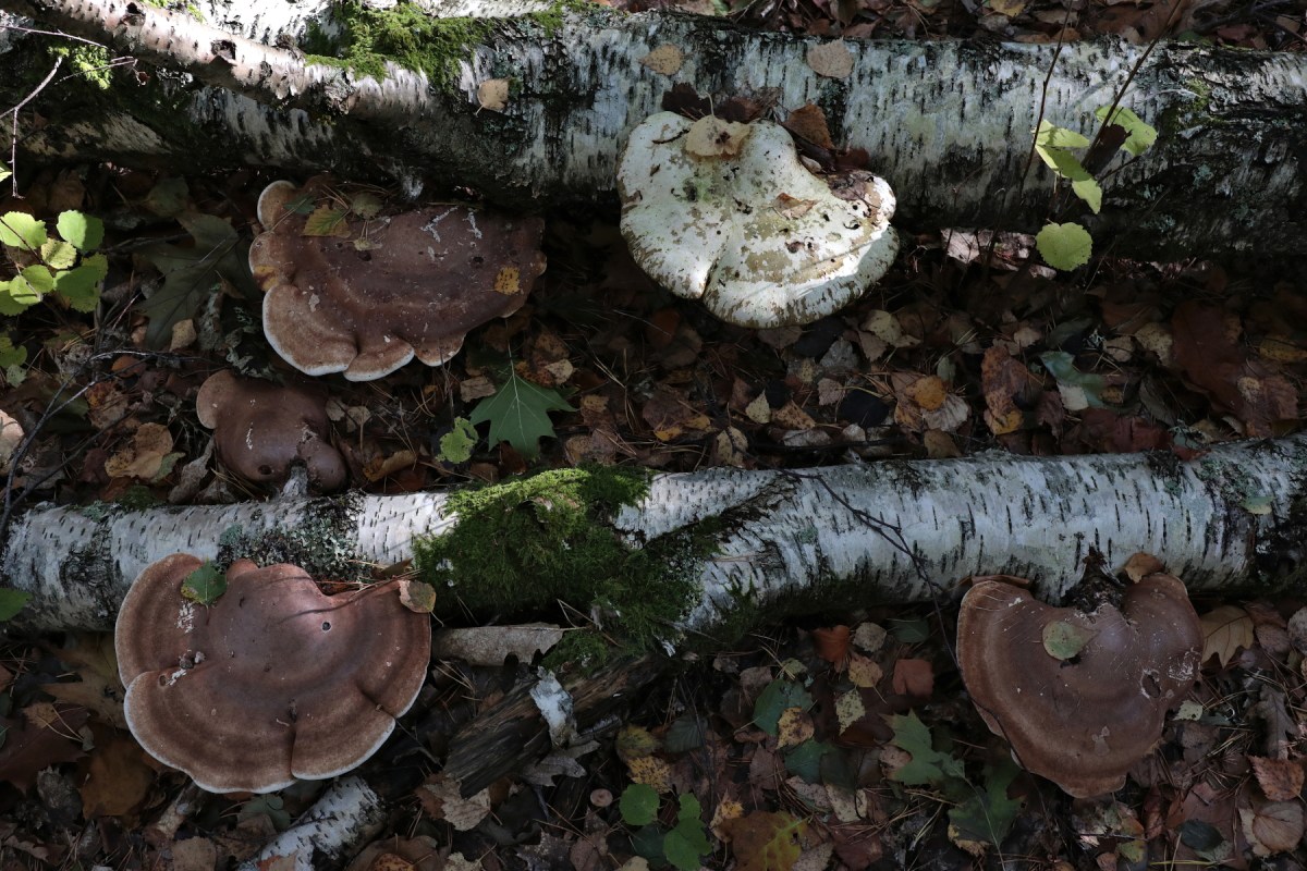 Vild plantskog  #5