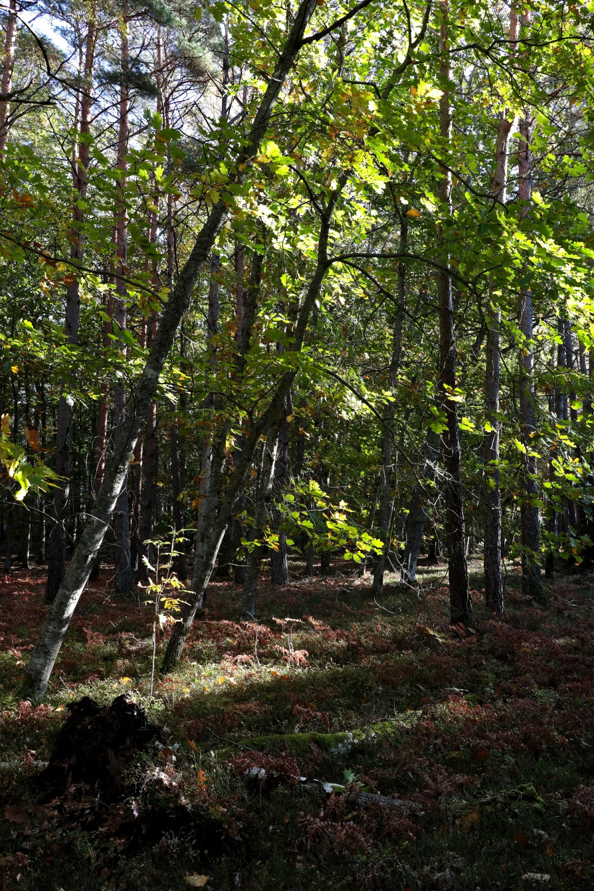 Vild plantskog  #1
