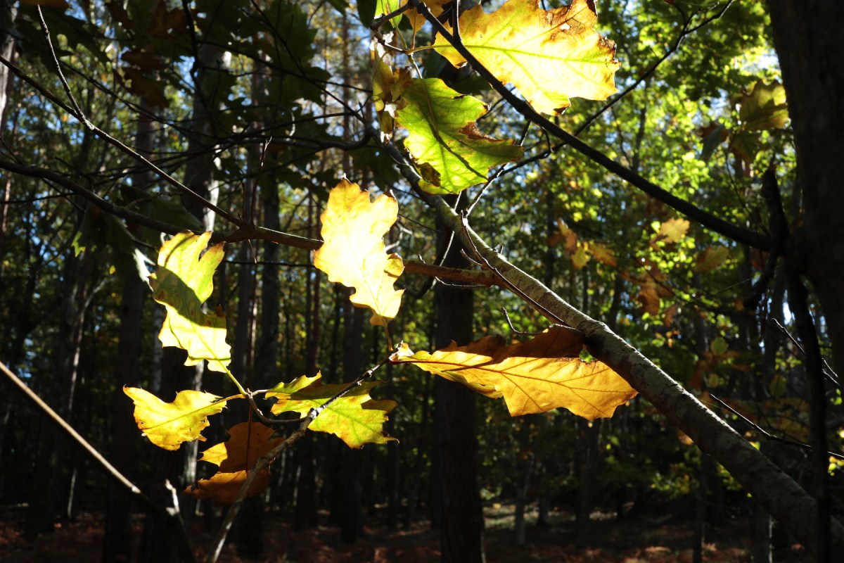 Vild plantskog  #6